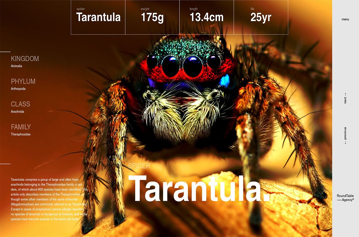 mini web spider tarantula