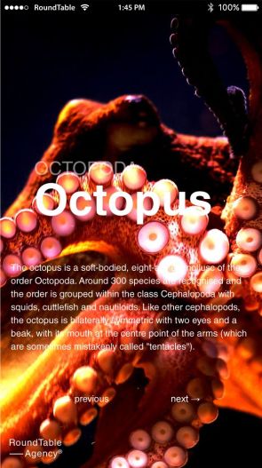 mini web octopoda octopus